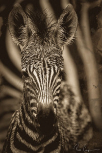 Ross Couper All Zebra