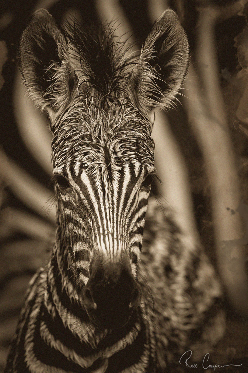 Ross Couper All Zebra