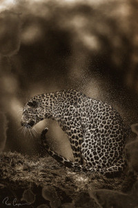 Ross Couper Leopard shaken