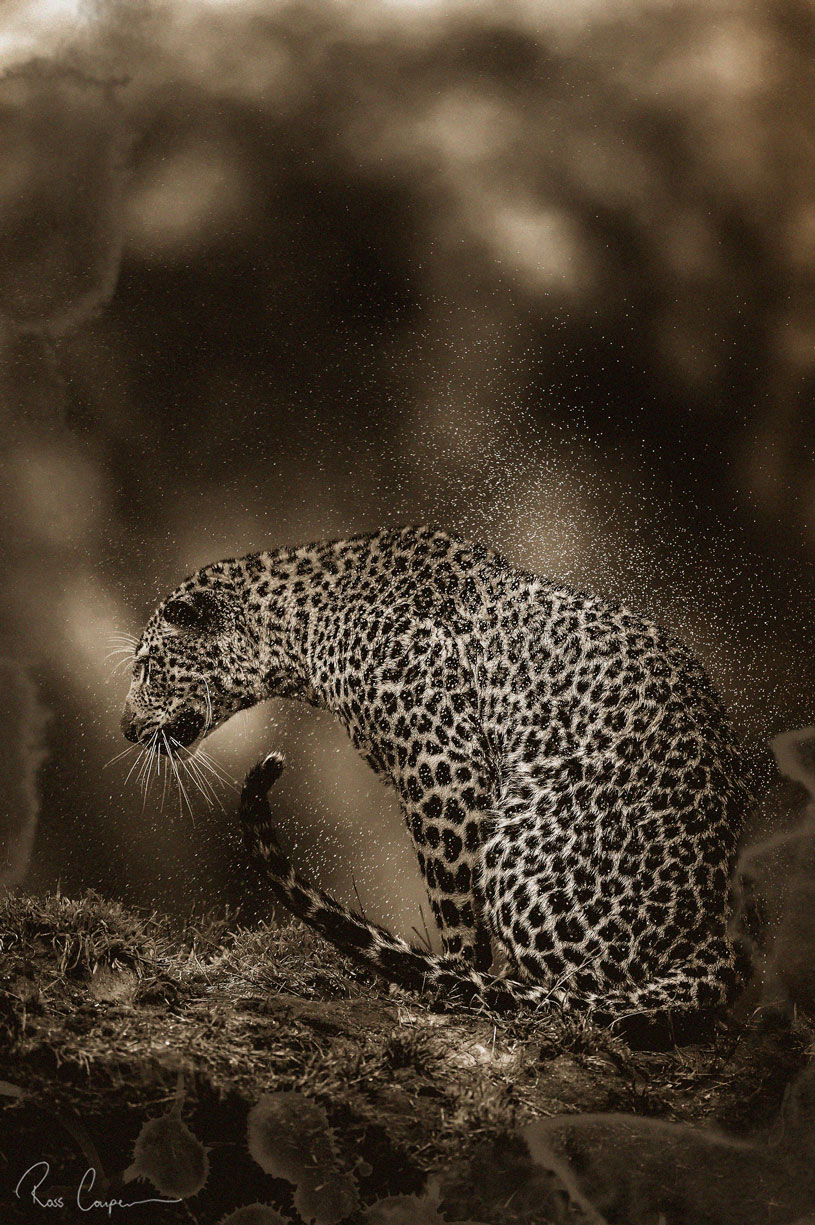 Ross Couper Leopard shaken