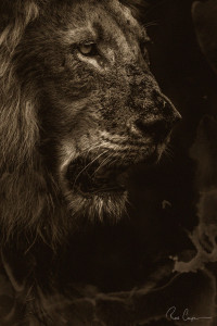 Ross Couper Lion Adaptable