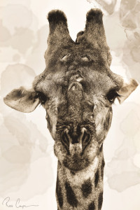 Ross Couper Perception Giraffe
