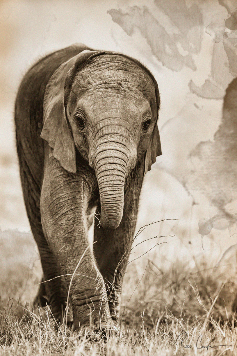 Ross Couper elephant calf confidence