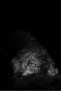 Ross Couper Black and White Leopard
