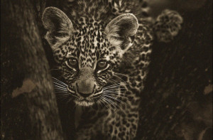 Leopard thumbnail