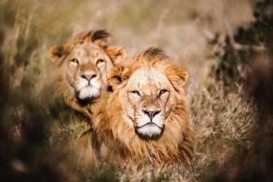 Lions at Segera Retreat