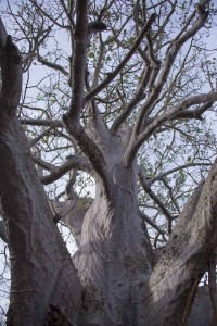 Swala - Baobab