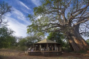 Swala - Bedroom under baobab