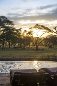 Swala - pool