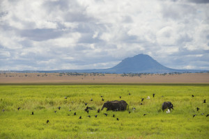 Swala - Elephants