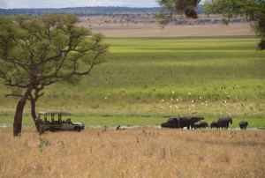 Swala - Elephants drinking