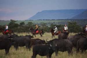 Masai Mara_Horseback safaris_Buffalo viewing