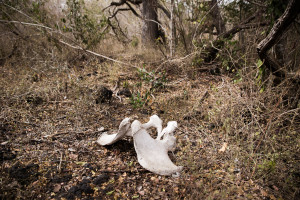 Black rhino pelvis bone. Chyulu Hills, Kenya