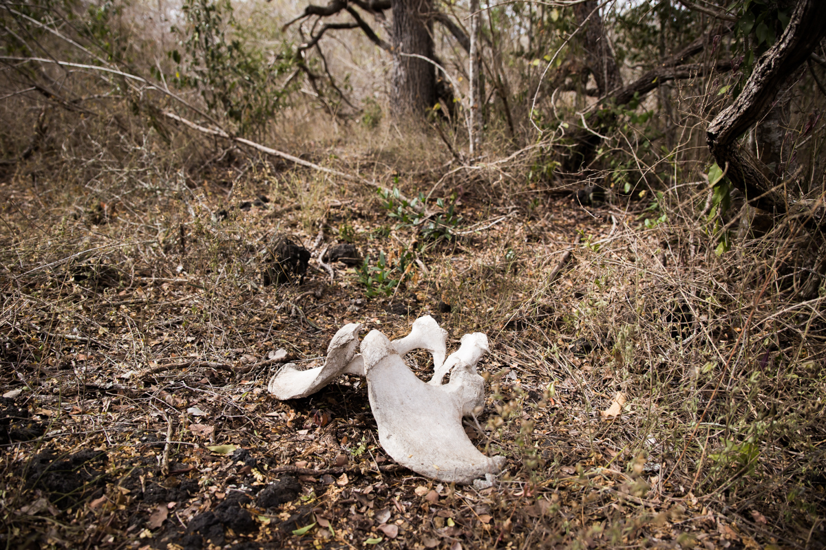 Black rhino pelvis bone. Chyulu Hills, Kenya