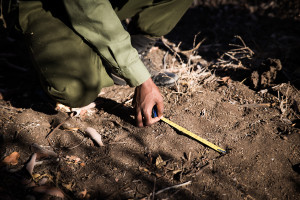 Small rhino track. Chyulu Hills, Kenya