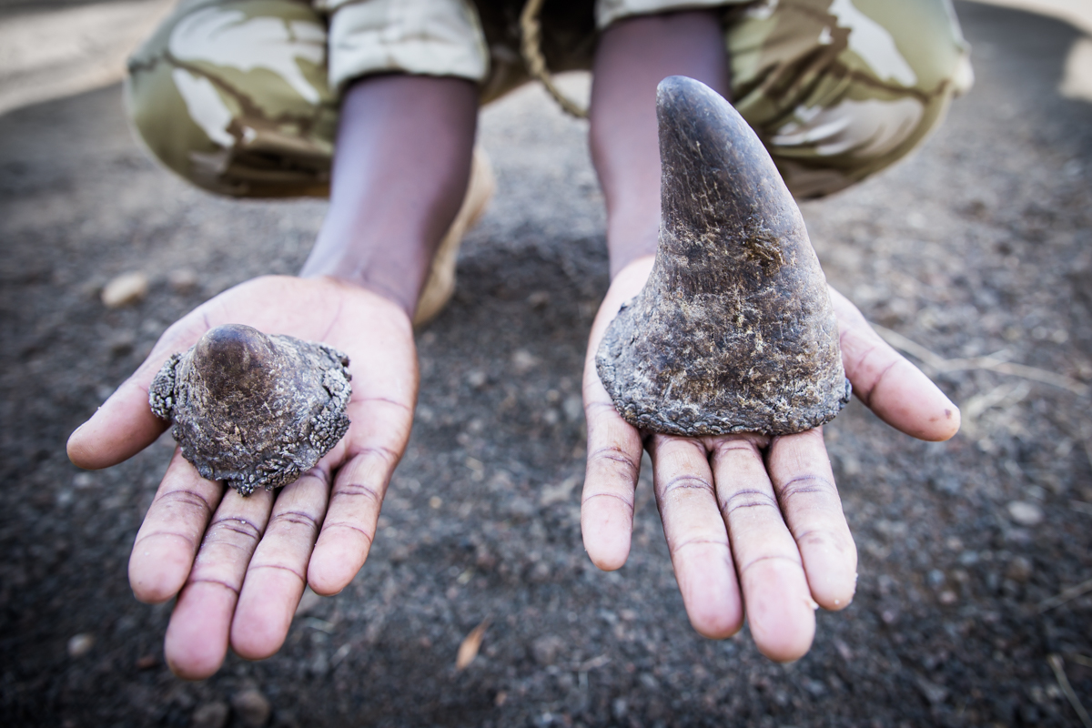 Horns of snared rhino, Bahati. Chyulu Hills, Kenya