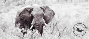 HTWE Elephant
