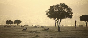 Safaris Unlimited_With Gordie Church