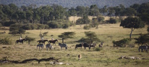 Masai Mara_Horseback Safaris_Plains