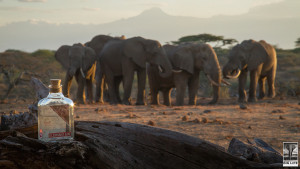 Elephant Gin_Big Life Foundation_Elephants