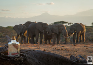 Elephant Gin and elephants