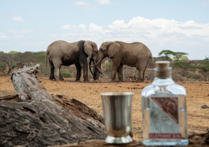 Elephant Gin and elephants at Ol Donyo Lodge, Kenya