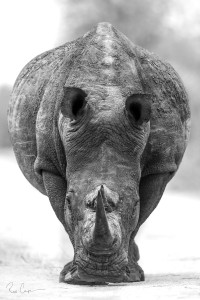 Standing Firm