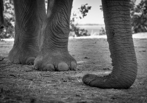 Amy Attenborough_Londolozi_When an elephant comes for tea