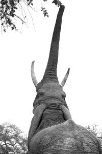 Amy Attenborough_Londolozi_When an elephant comes for tea