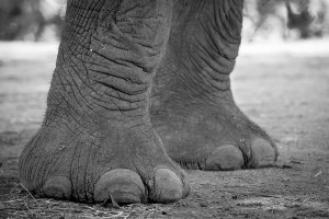 Amy Attenborough_When an elephant comes for tea_Londolozi Game Reserve