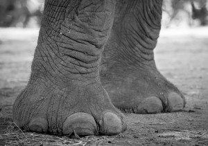 Amy Attenborough_Londolozi_When an elephant comes for tea