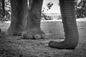 Amy Attenborough_Londolozi_When an elephant comes for tea