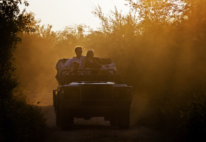 Londolozi Game Drive honeymoon