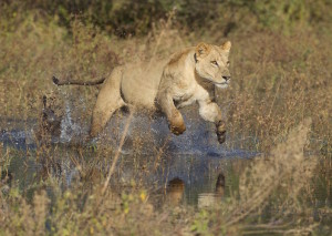 Lioness water_Selinda Safari
