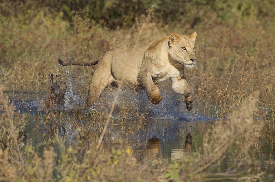 Lioness water_950