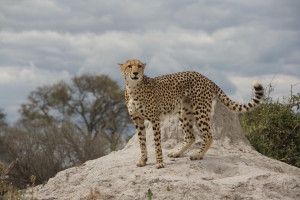 Cheetah in the Linyanti Reserve