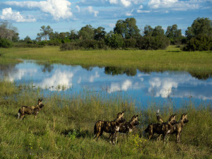 wild dogs