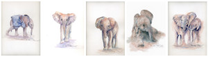 DSWT header
