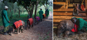 HTWE Gift Guide_David Sheldrick