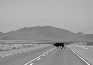 African Roadtrip Playlist_High Tea with Elephants