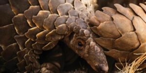 A Pangolin peeking out from behind its tail.